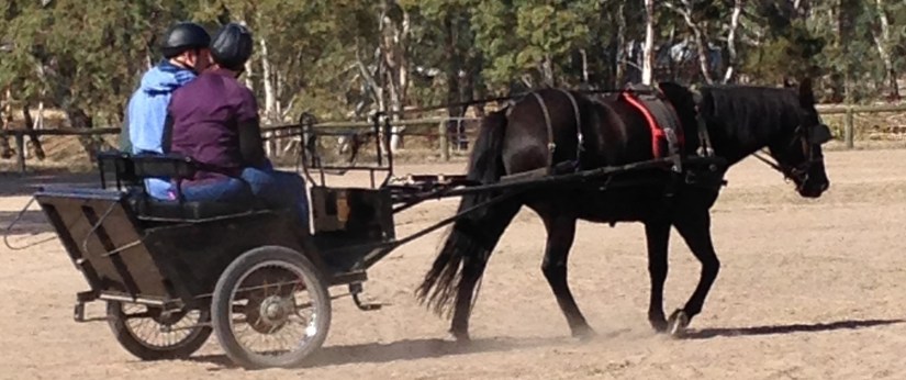 Harness Beau landscape